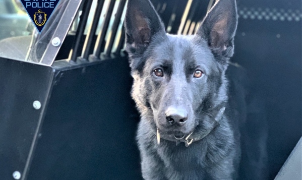 Massachusetts State Police K 9 Rosy Locates Missing Juvenile Girl