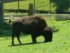 buttonwood-park-zoo-bison