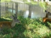 buttonwood-park-zoo-deer