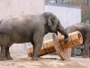 elephants-toys-buttonwood-park-zoo-new-bedford-jpg