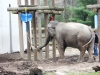 elephants-toys-buttonwood-park-zoo-new-bedford2-jpg