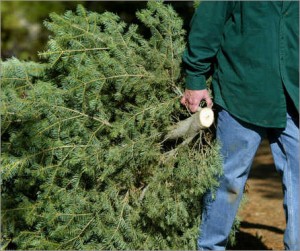 New Bedford Christmas tree pick up schedule