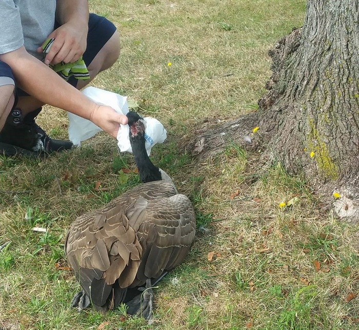 New Bedford juvenile charged in goose s death at Brooklawn Park New