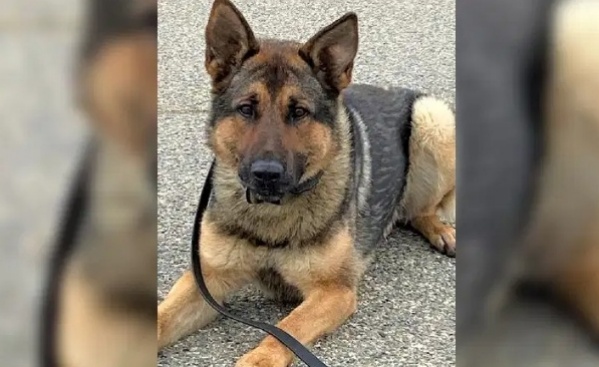 Massachusetts State Police K9 “Kantor” to receive generous donation of ...