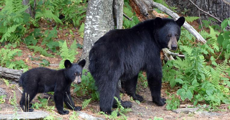 massachusetts-hunters-set-records-for-black-bear-wild-turkeys-in-2020