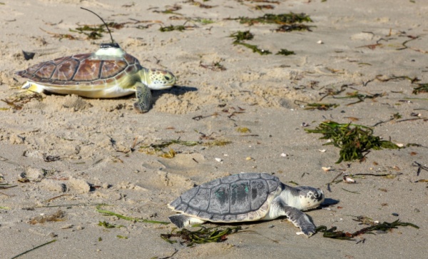 Tiny turtles take their leave from Freetown