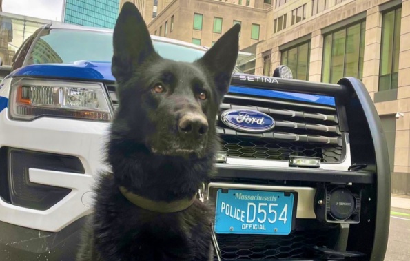 波士顿警察犬“杜克”协助抓捕闯入教堂的61岁男子