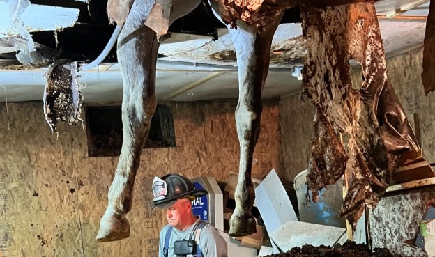 Massachusetts officials, firefighters, race to save horse that was trapped after falling through floor – New Bedford Guide